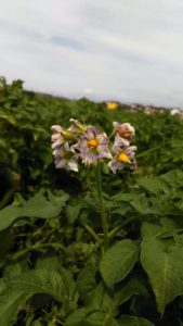 みゆき保育園　じゃがいも畑