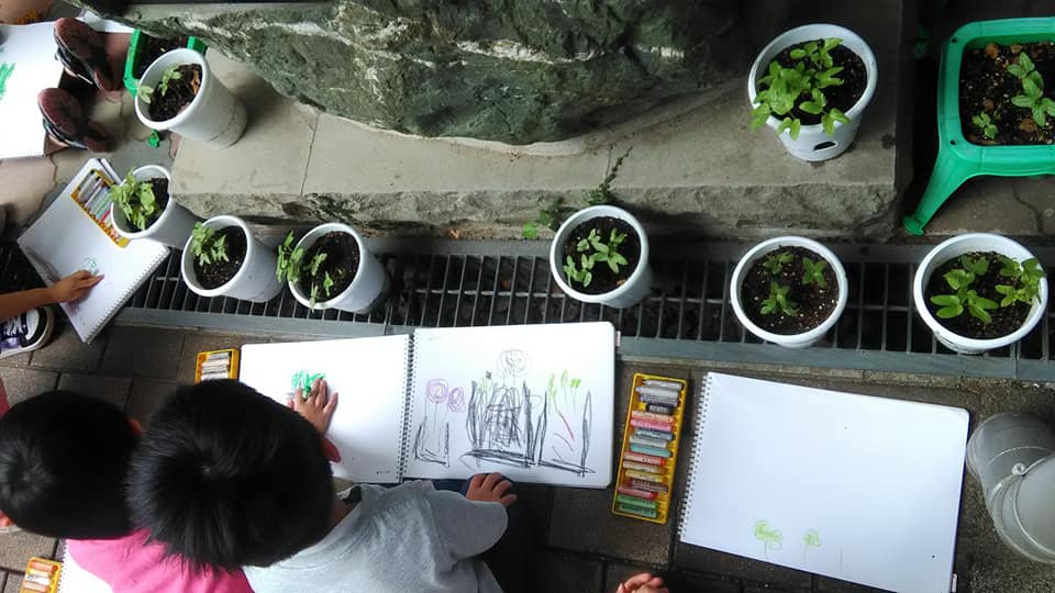 みゆき保育園　朝顔の種まき